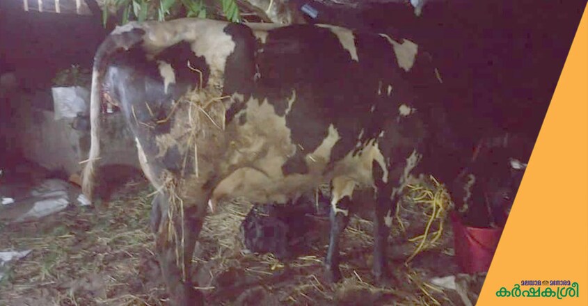 cow-1 cow-1