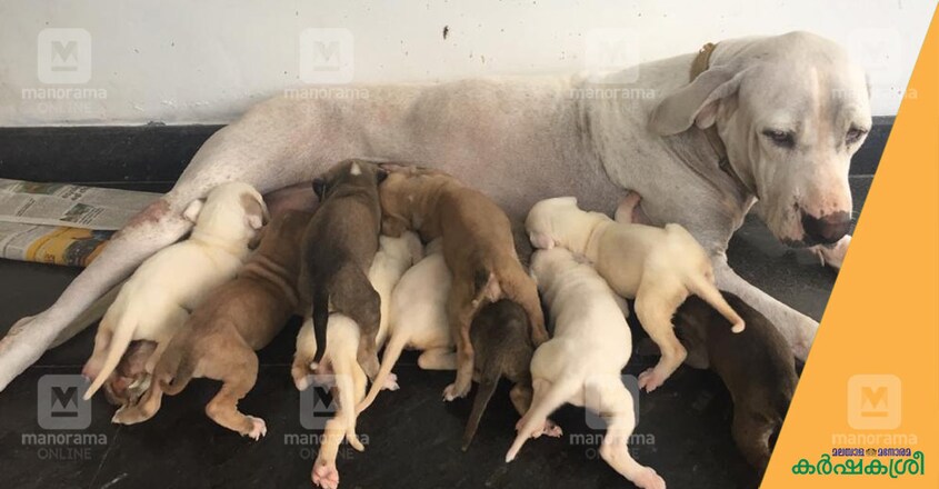 bulli-kutta-1 bulli-kutta-1