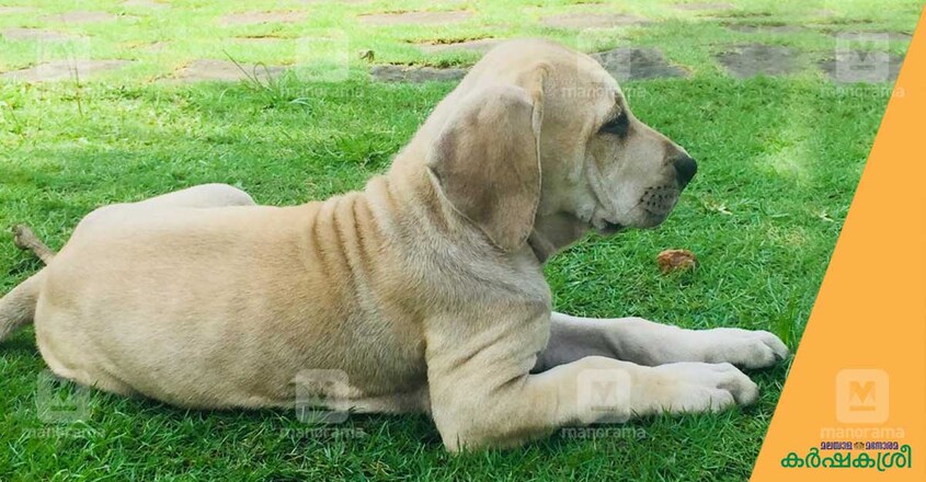 bulli-kutta-3 bulli-kutta-3