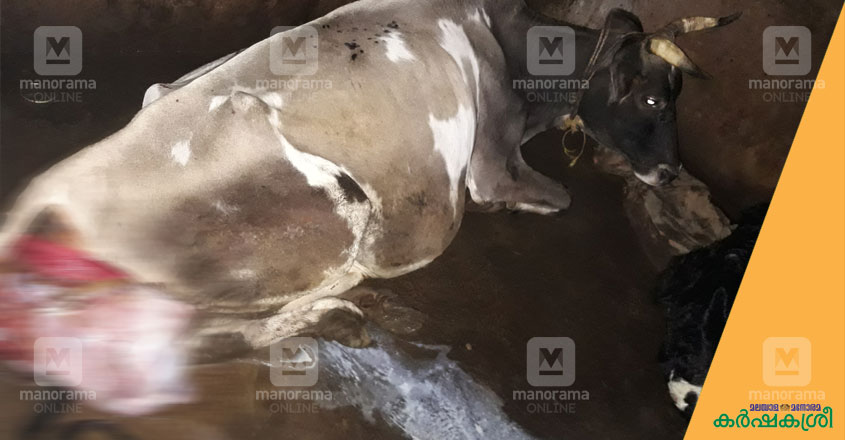 cow-1 cow-1