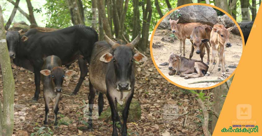 periyar-cow-3 periyar-cow-3