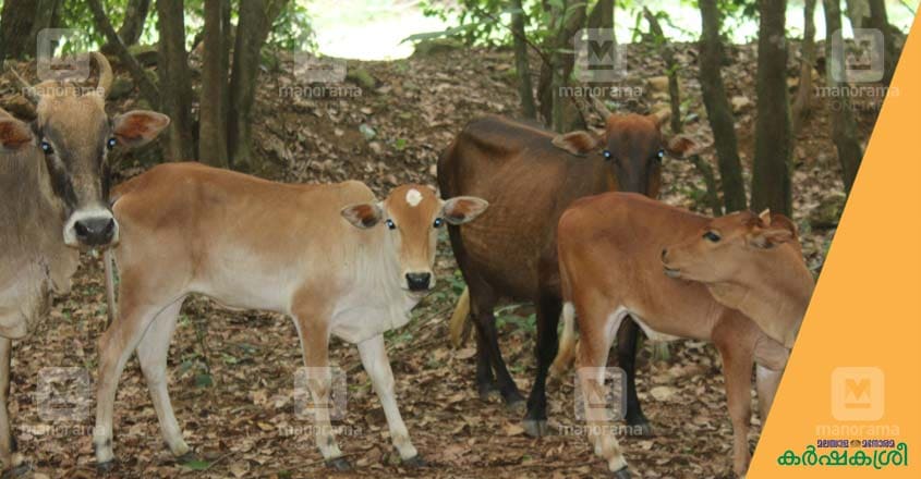 periyar-cow-4 periyar-cow-4