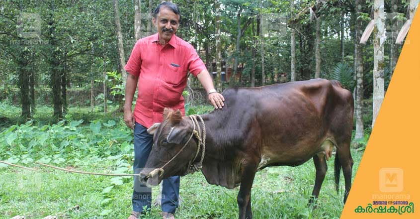 periyar-cow periyar-cow