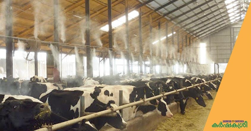 cow-2 cow-2