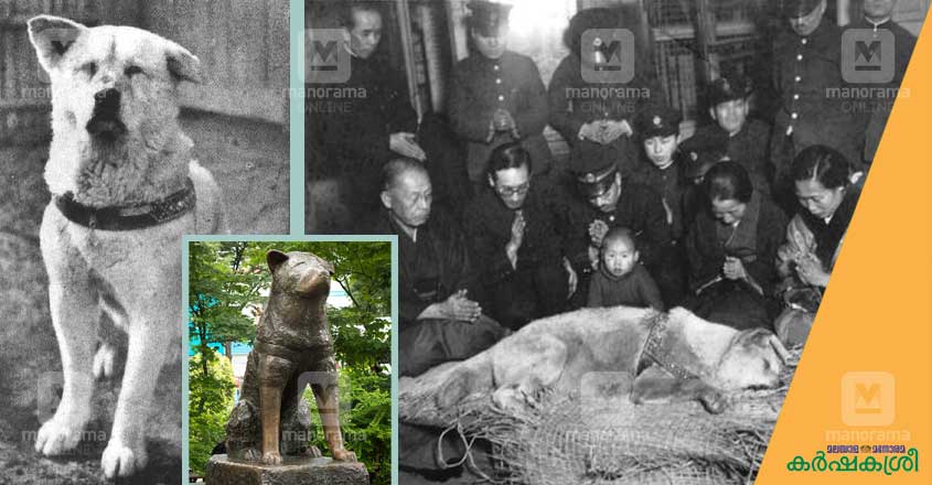 hachiko hachiko