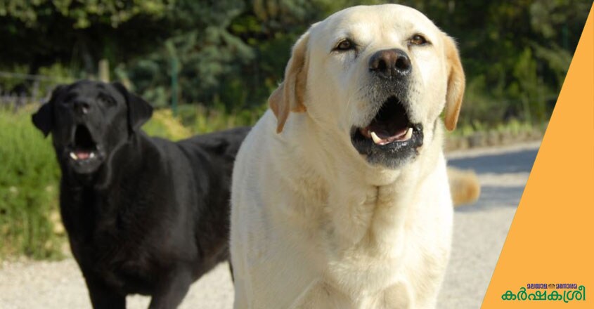dog-training--4 dog-training--4