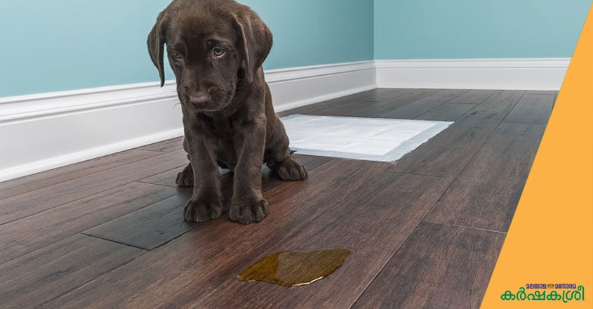 dog-training-1 dog-training-1