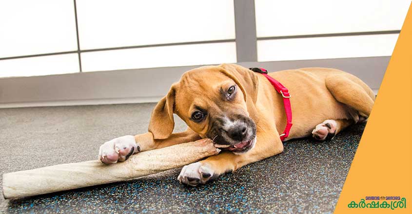 dog-training-2 dog-training-2