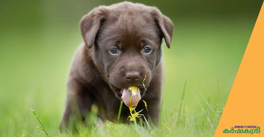 dog-training-3 dog-training-3