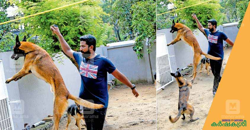 dog-training dog-training