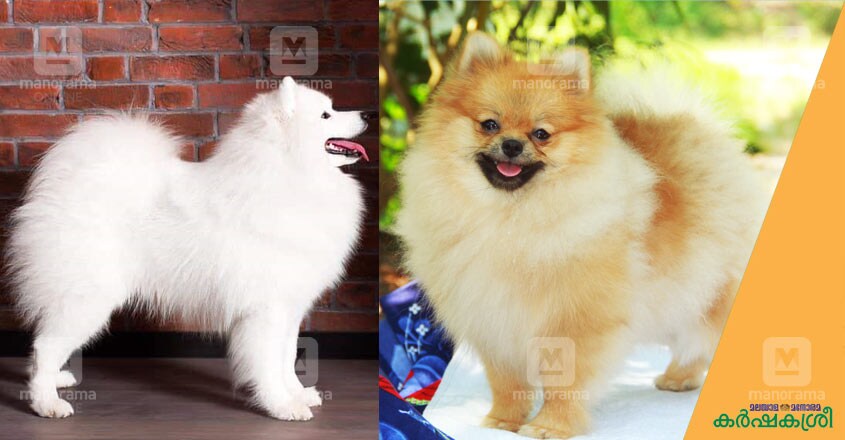 spitz-and-pom spitz-and-pom