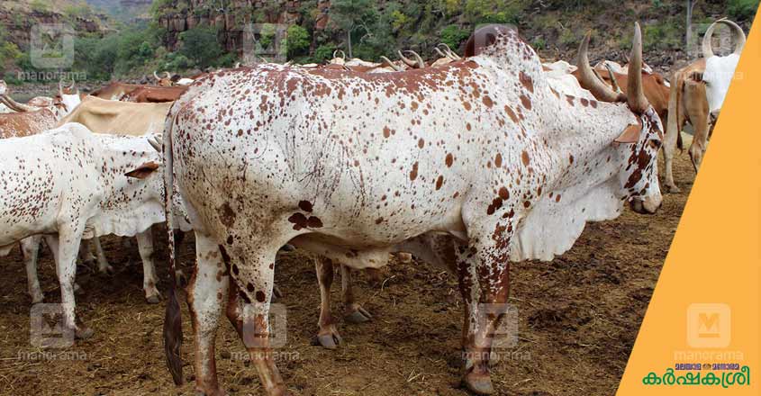 poda-thuruppu-cattle-1 poda-thuruppu-cattle-1