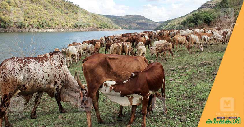 poda-thuruppu-cattle poda-thuruppu-cattle