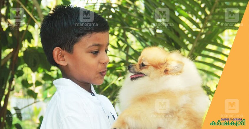 dog-care dog-care