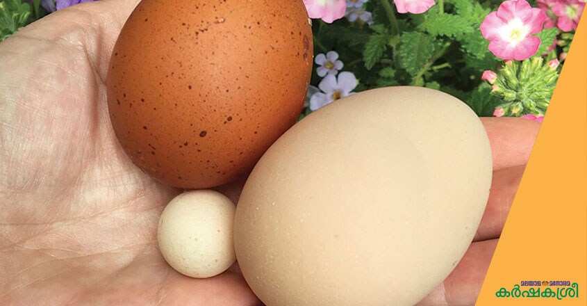 egg-1 egg-1