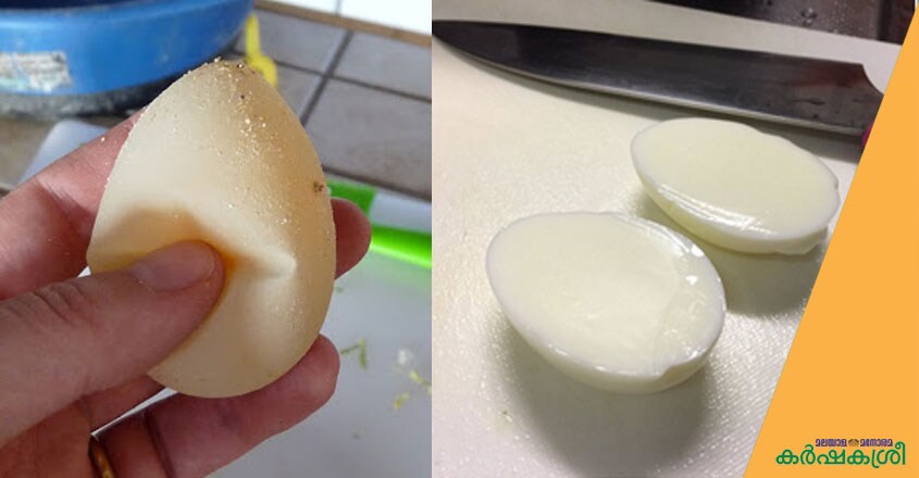 egg-3 egg-3