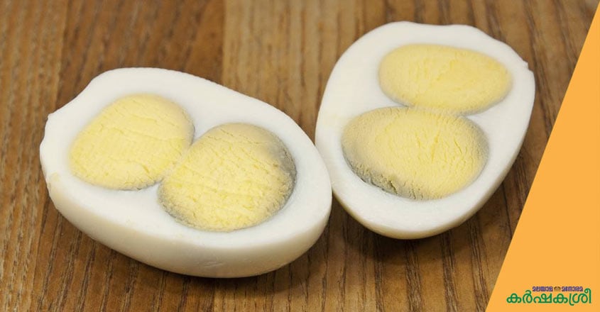 egg egg