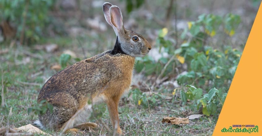 indian-hare indian-hare