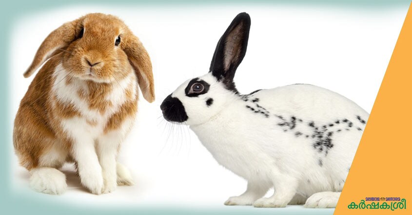 lop-english-spot lop-english-spot