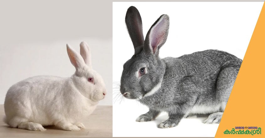 new-zeland-white-and-chinchilla new-zeland-white-and-chinchilla