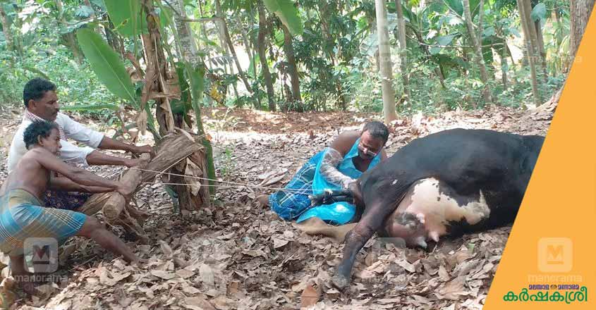 cow-delivery-1 cow-delivery-1