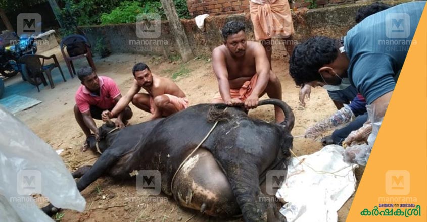 cow-1 cow-1