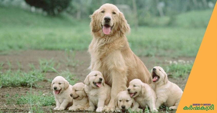 dog-and-puppies-2 dog-and-puppies-2