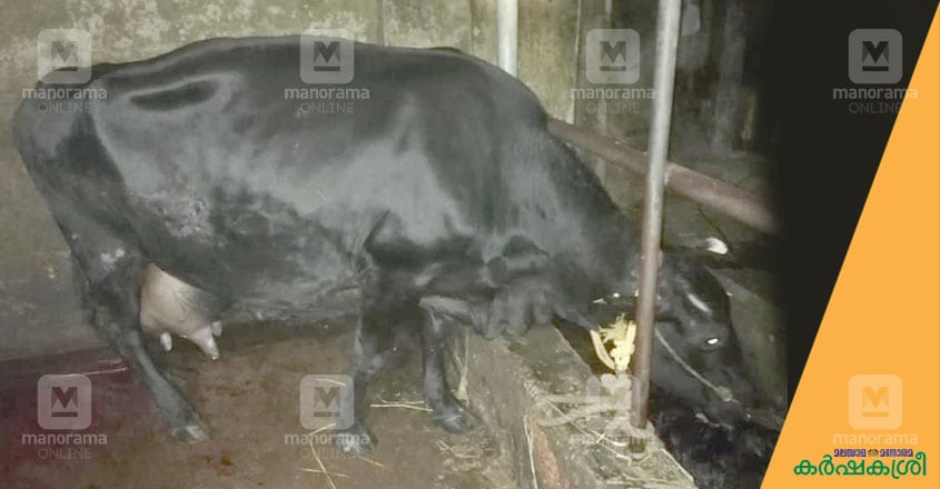 cow-1 cow-1