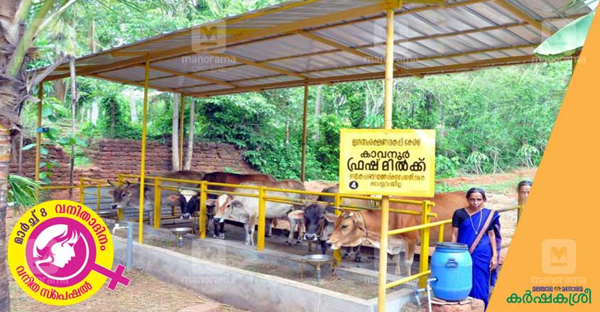 kavanoor-milk-2 kavanoor-milk-2