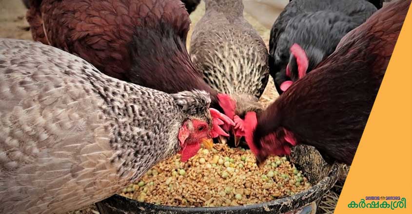 chicken-feed chicken-feed