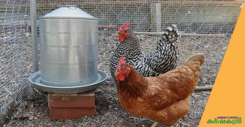 chicken-water chicken-water