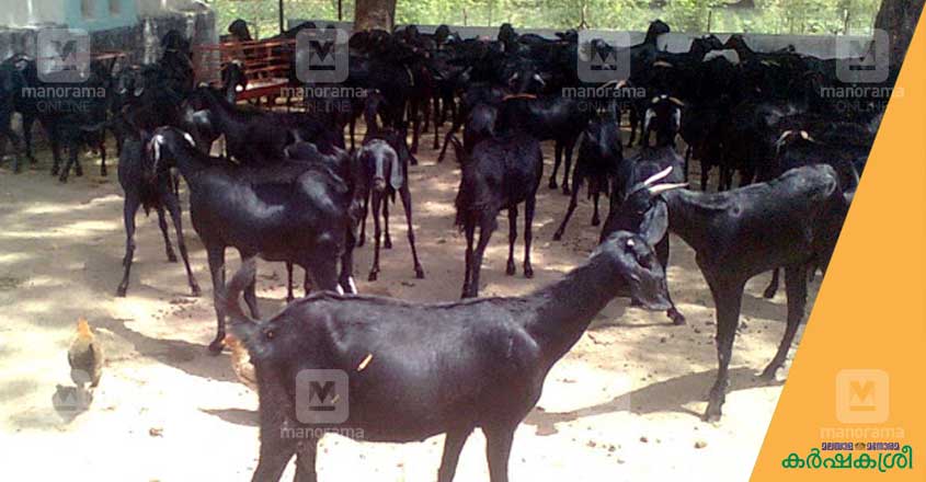 osmanabadi-goat-1 osmanabadi-goat-1