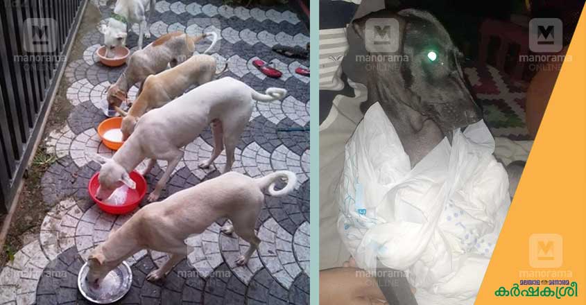 stray-dog-care-1 stray-dog-care-1
