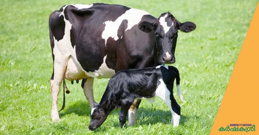cow-calf-1 cow-calf-1