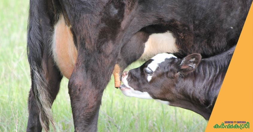 cow-calf-2 cow-calf-2