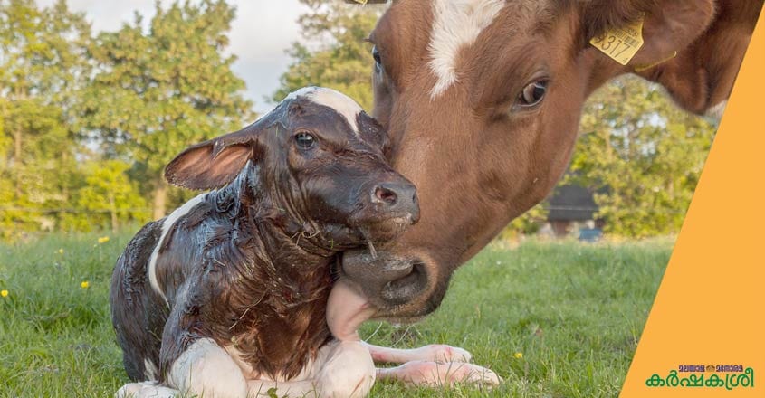 cow-calf-3 cow-calf-3