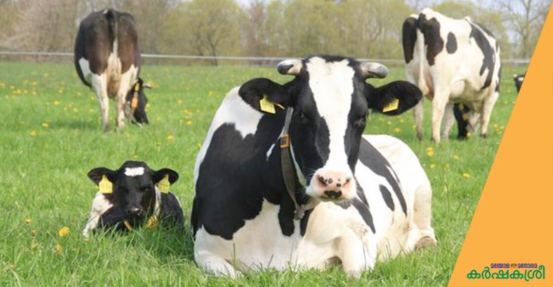 cow-calf cow-calf