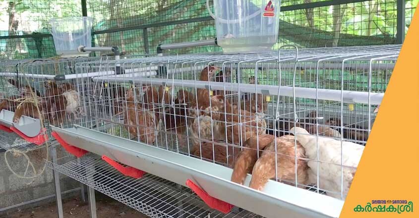 smart-poultry-cage smart-poultry-cage