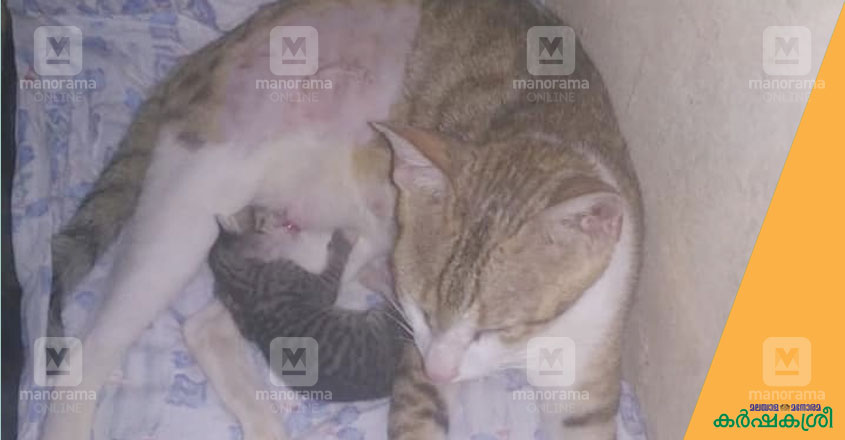 cat-1 cat-1