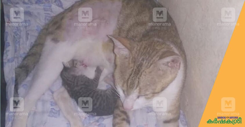cat-1 cat-1