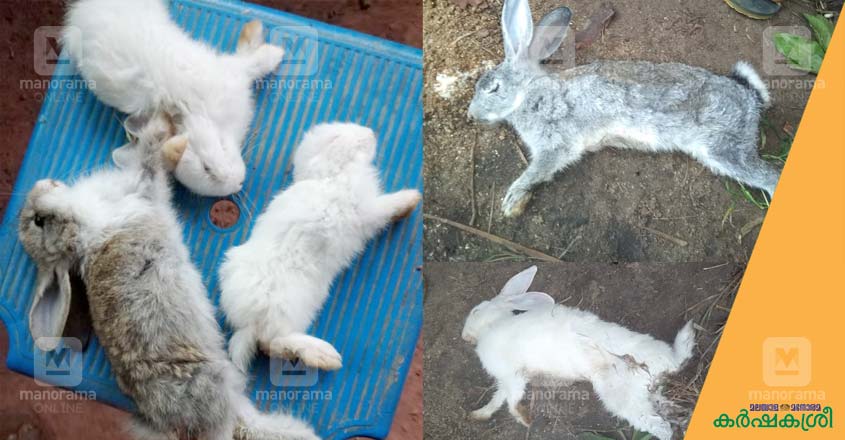 മുയൽകുഞ്ഞുങ്ങൾ ജനിച്ച് ഒരു മാസത്തിനകം ചത്തുപോകുന്നു. കാരണവും ...