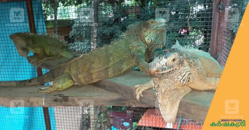 iguana iguana