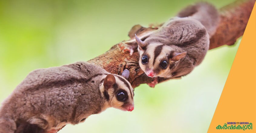 sugar-glider sugar-glider