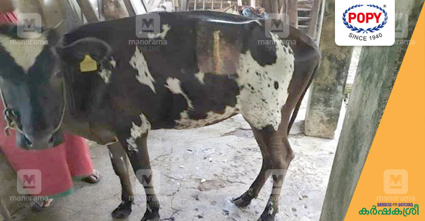cow-1 cow-1