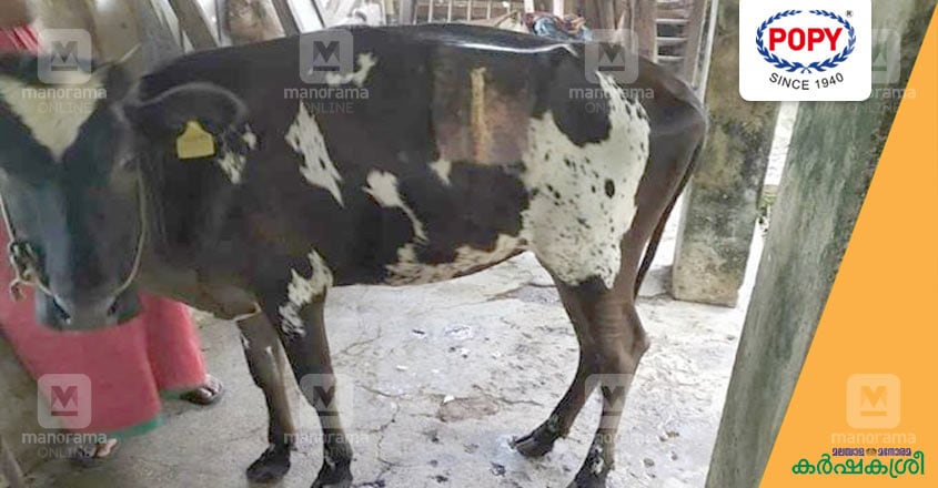 cow-1 cow-1