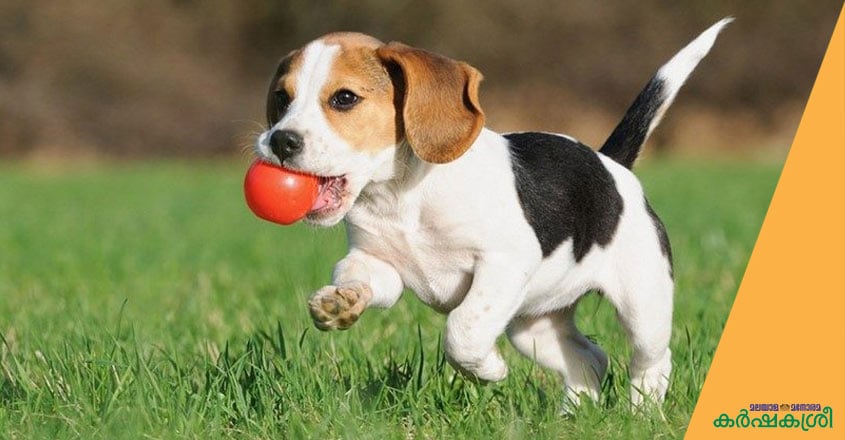 dog-1 dog-1