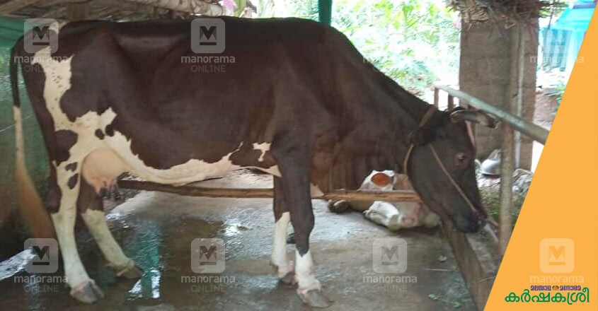 cow-1 cow-1