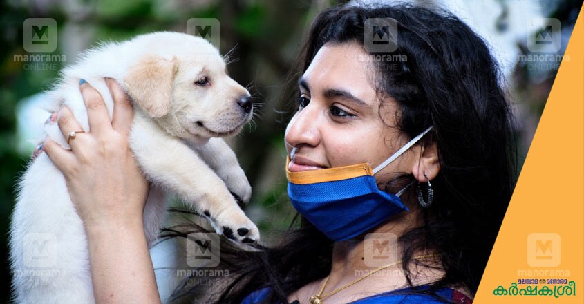 labrador labrador