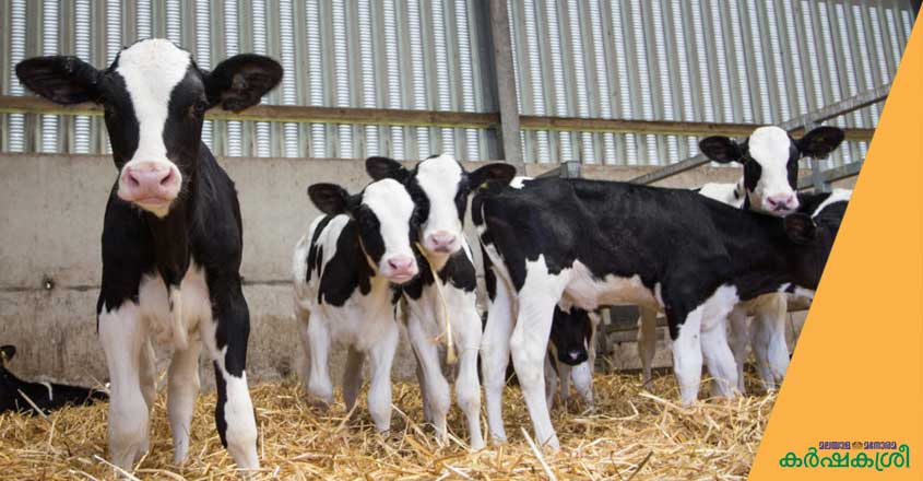 male-calf-1 male-calf-1