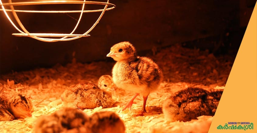 quail-farming-2 quail-farming-2
